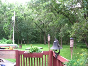 A backyard, home to owls.