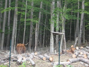 Some of the cows.  These are not like the cows in Texas.