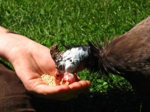 Male guinea, savagely eating.