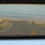 I passed some antelopes or something.  So I took a rear-view mirror picture of them.