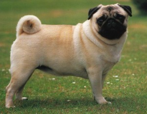 A pug, which may or may not also be named Manfrick.