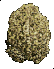 Toad